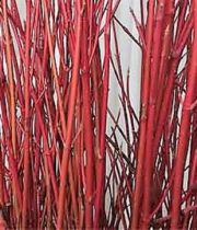 Dogwood, Medium-red