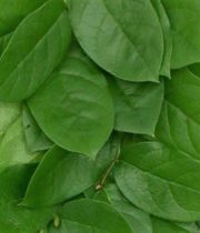 Salal Greenery (Lemon Leaf)