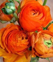 Ranunculus, Elegance-orange