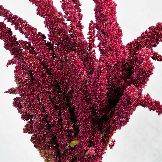 Wholesale amaranthus-red-upright