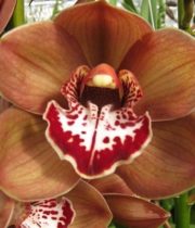 Orchid, Cymbidium, Large-chocolate
