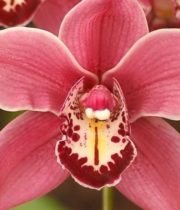 Orchid, Cymbidium, Large-dark Pink