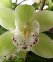 Orchid, Cymbidium, Large-dark Green