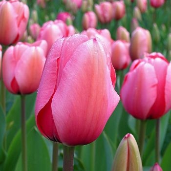 wholesale tulips