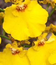 Orchid, Oncidium-yellow