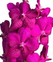 Orchid, Vanda Single Stem-hot Pink