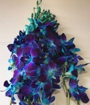 Orchid, Dendrobium-tinted Blue