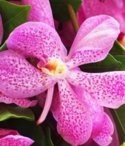 Orchid, Mokara-hot Pink