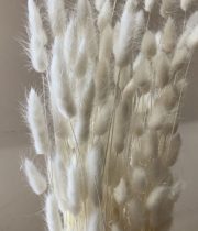 Dried Bunny Tail Grass-bleached
