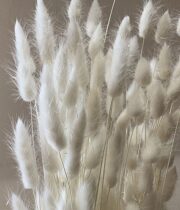 Dried Bunny Tail Grass-bleached