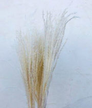 Dried Eulalia Aurea-bleached