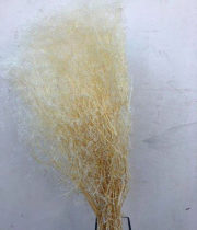 Dried Gypsophila-bleached