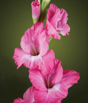 Gladiolus-pink