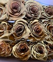 Rose, Macchiato(tinted)-SA
