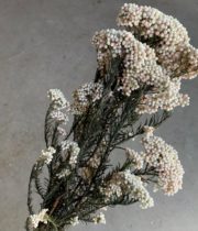 Dried Rice Flower-white