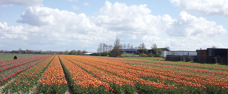 visit the tulip fields in holland with florabundance