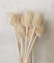 Dried Cardi Palustri-bleached