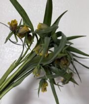 Fritillaria, Uva Vulpis-burgundy