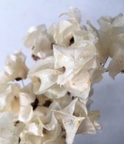 Dried Bougainvillea-bleached
