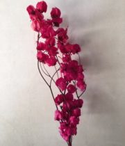 Dried Bougainvillea-hot Pink