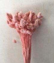 Dried Phalaris-light Pink