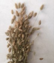 Dried Bunny Tail Grass-natural