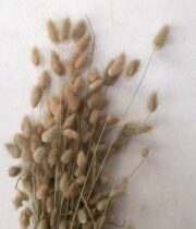 Dried Bunny Tail Grass-natural