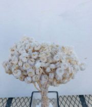 Dried Helichrysum-white