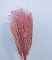 Dried Eulalia Aurea-light Pink