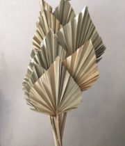 Dried Fan Palm Spears-natural