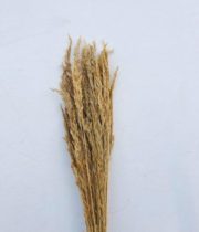 Dried Wild Oats-natural