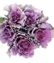 Cabbage Rosettes-lavender/green