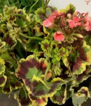 Geranium, Scented-green/red