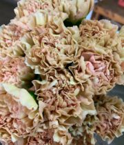 Carnations, Specialty-Lege Marrone-beige