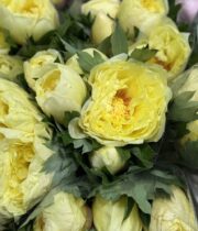 Peony-yellow (import)