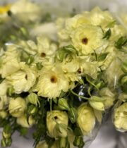 Ranunculus, Butterfly Litai-cream