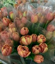 Tulips, Double-Copper Image