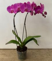 Orchid, Phalaenopsis Plant 5″ Double (case of 12)