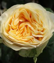Rose Garden, Buttercup-CA