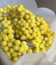 Dried Helichrysum-yellow