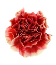 Carnations, Specialty-Piet-dark Coral