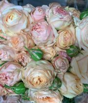 Rose Garden Spray, Chantilly Lace-CA