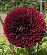 Dahlia Tuber, Jowey Mirella