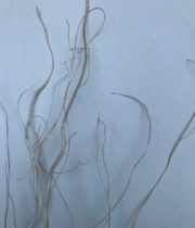 Dried Curly Willow-bleached