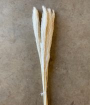 Dried Pampas Grass, Mini-bleached