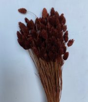 Dried Phalaris-chocolate