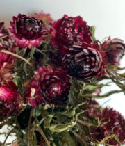 Dried Strawflower-red/burgundy
