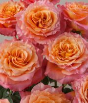 Rose, Free Spirit-SA