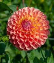 Dahlia Tuber, Jowey Nicky