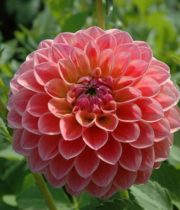 Dahlia Tuber, Linda’s Baby